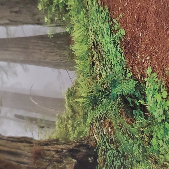 Redwoods puzzle  12 x 36 over 500 pieces. Reference poster included - Picture 2 of 10